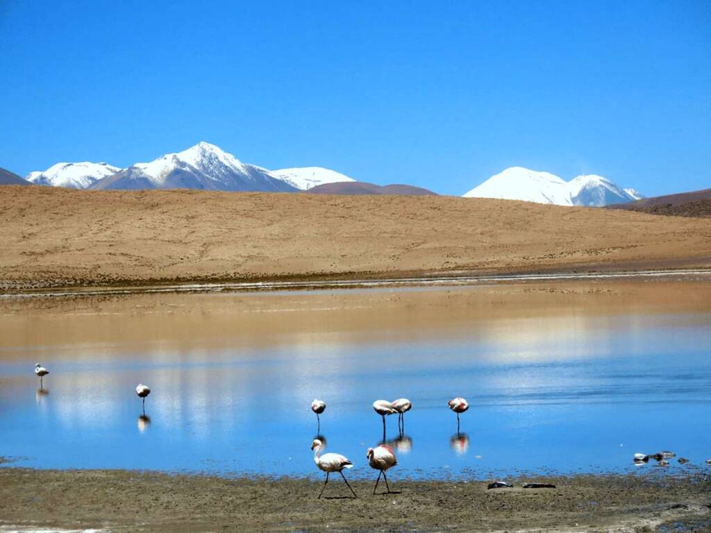 Experience the breathtaking Salar de Uyuni tour with its stunning mirror-like lake and vibrant flamingos dancing across the vast salt flats.